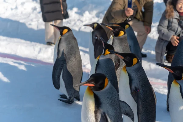 Pinguino sfilata sulla neve — Foto Stock