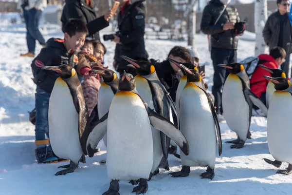 Penguin walking parade show on snow — Stock Photo, Image