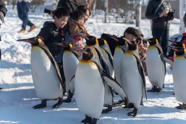 Espectáculo de desfile de pingüinos caminando sobre nieve — Foto de Stock