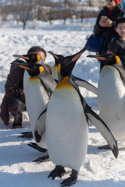 Espectáculo de desfile de pingüinos caminando sobre nieve — Foto de Stock