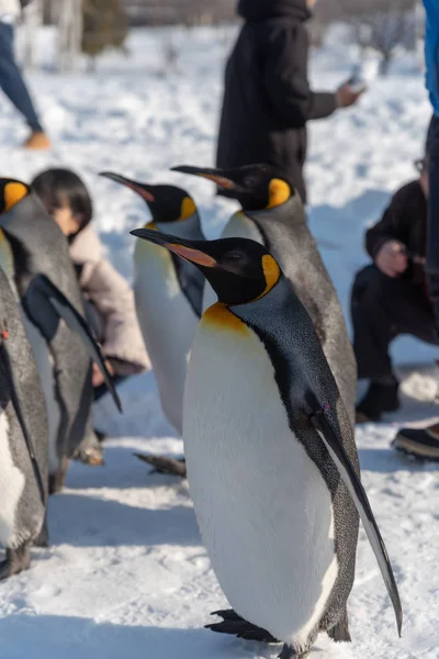 Penguin Walking Parade Visa på snö — Stockfoto