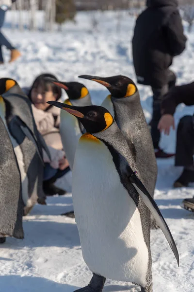 Penguin walking parade show on snow — Stock Photo, Image