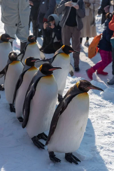 Espectáculo de desfile de pingüinos caminando sobre nieve — Foto de Stock
