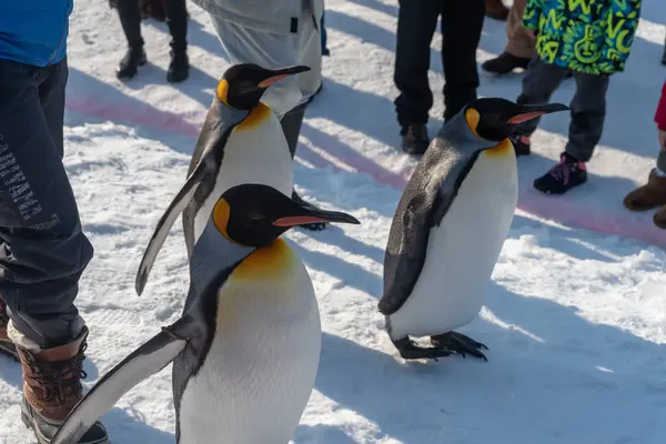 Espectáculo de desfile de pingüinos caminando sobre nieve —  Fotos de Stock