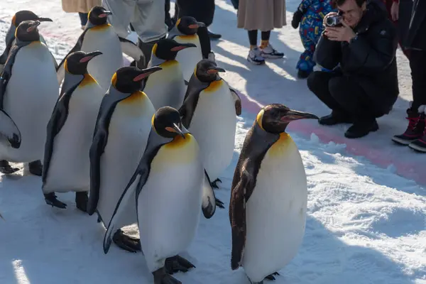 Pinguim desfile de caminhada mostrar na neve — Fotografia de Stock