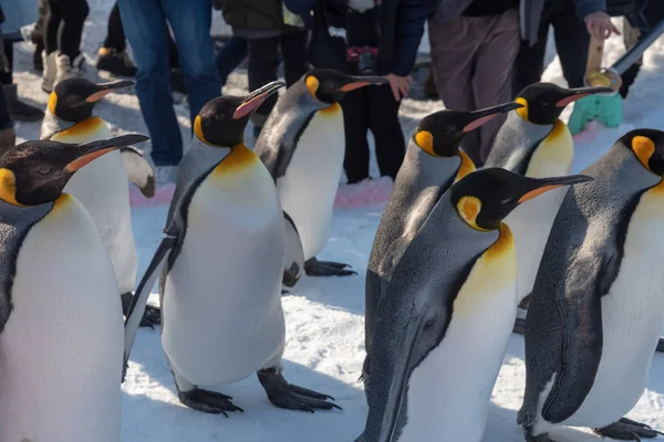 運動のためのキングペンギンウォーク — ストック写真