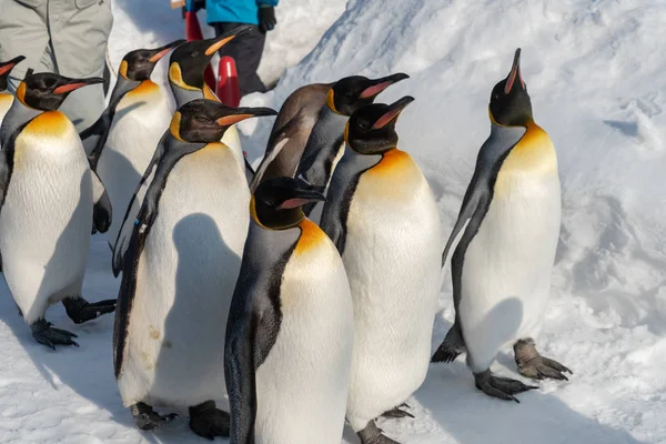 King Penguin Walk för motion — Stockfoto