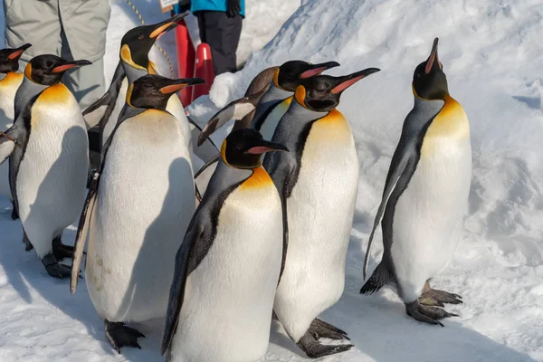 Král Penguin pro cvičení — Stock fotografie
