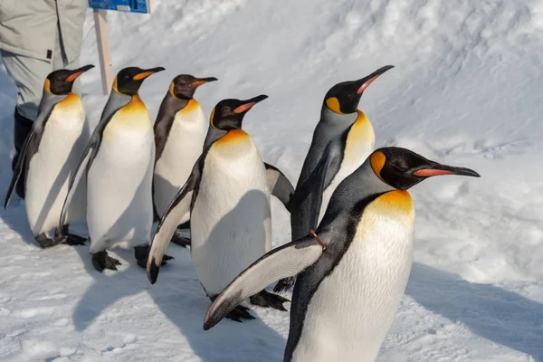 Король пінгвінів ходити за вправу — стокове фото