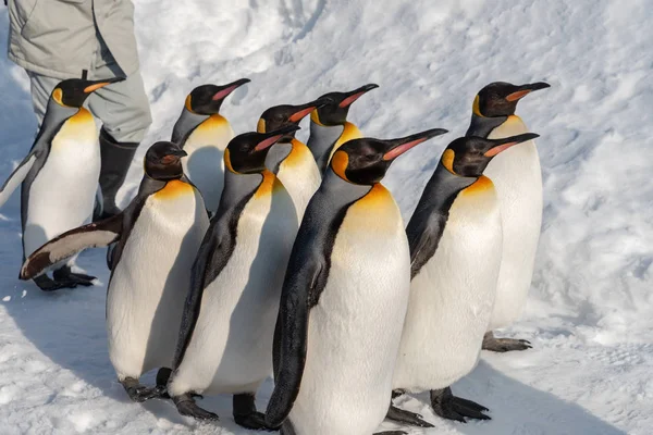 King Penguin marche pour l'exercice — Photo