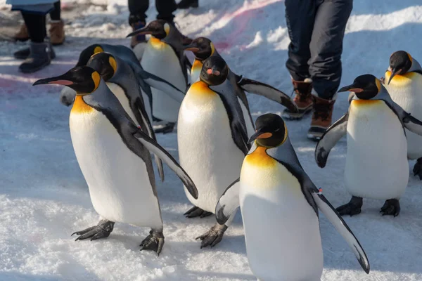 King Penguin Walk för motion — Stockfoto