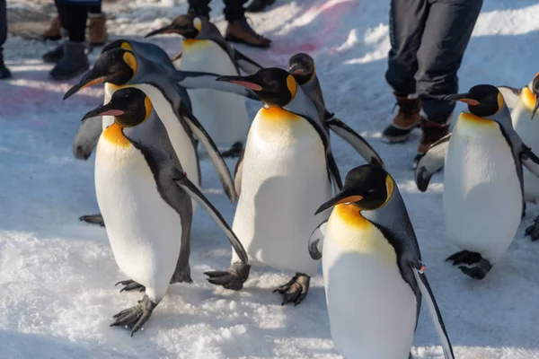 運動のためのキングペンギンウォーク — ストック写真