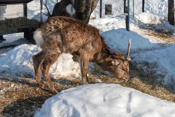 Ciervo Sika en el zoológico de Asahiyama —  Fotos de Stock