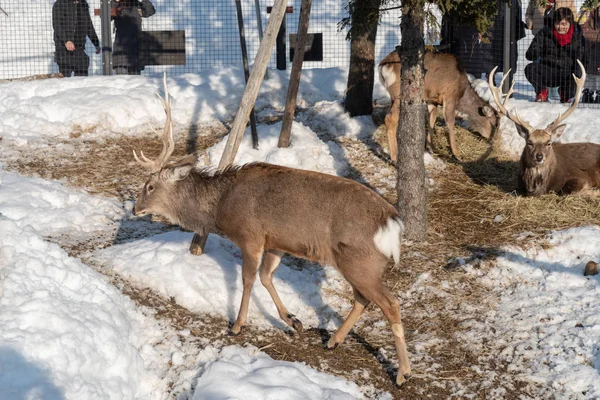 Ciervo Sika en el zoológico de Asahiyama —  Fotos de Stock