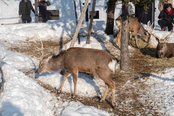 Sika Deer in Asahiyama zoo — Stok fotoğraf