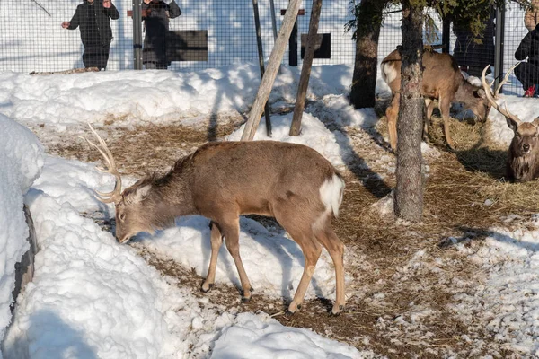 Sika Deer in Asahiyama zoo — Stok fotoğraf