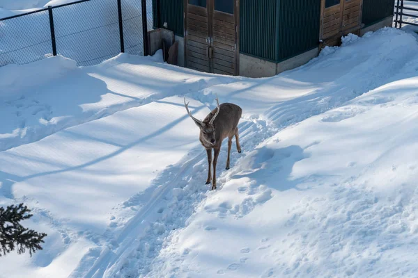 Ciervo Sika en el zoológico de Asahiyama —  Fotos de Stock