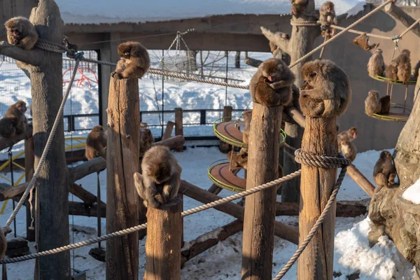 Asahiyama hayvanat bahçesinde Japon maymun — Stok fotoğraf