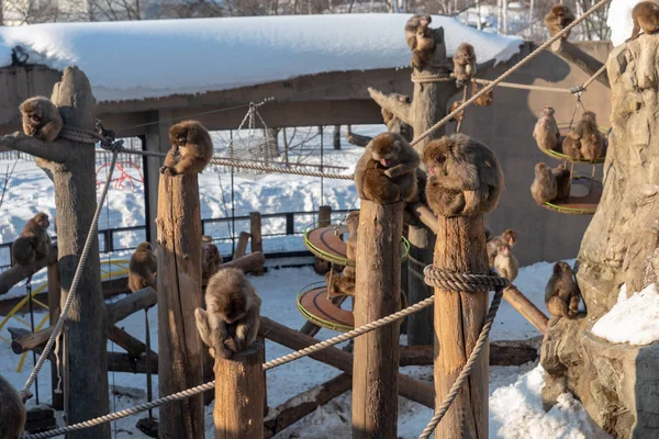 Asahiyama hayvanat bahçesinde Japon maymun — Stok fotoğraf