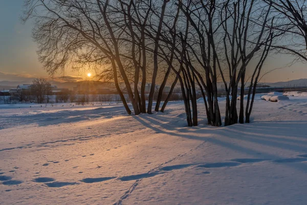 Západ slunce na sněhu a stromě — Stock fotografie