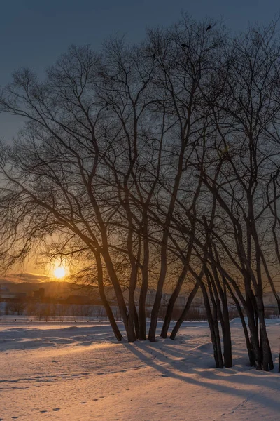 Pôr do sol na neve e na árvore — Fotografia de Stock