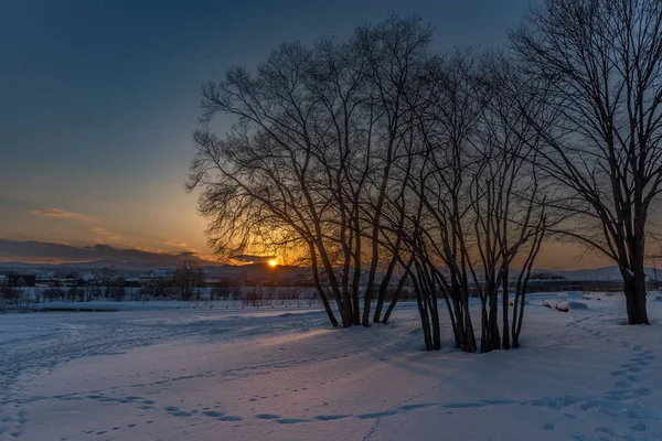 Pôr do sol na neve e na árvore — Fotografia de Stock