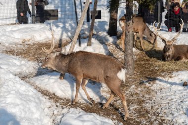 Sika Deer in Asahiyama zoo 