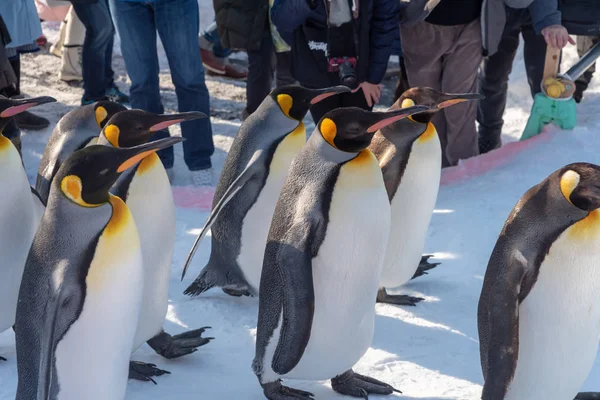 Pinguim desfile de caminhada mostrar na neve — Fotografia de Stock