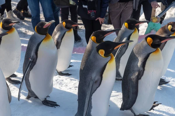 雪の上でペンギンウォーキングパレードショー — ストック写真