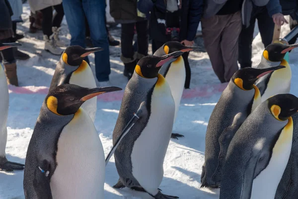 Penguin Walking Parade Visa på snö — Stockfoto