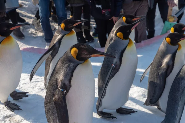 Pinguim desfile de caminhada mostrar na neve — Fotografia de Stock