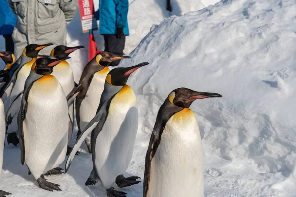 雪の上でペンギンウォーキングパレードショー — ストック写真