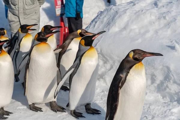 雪の上でペンギンウォーキングパレードショー — ストック写真