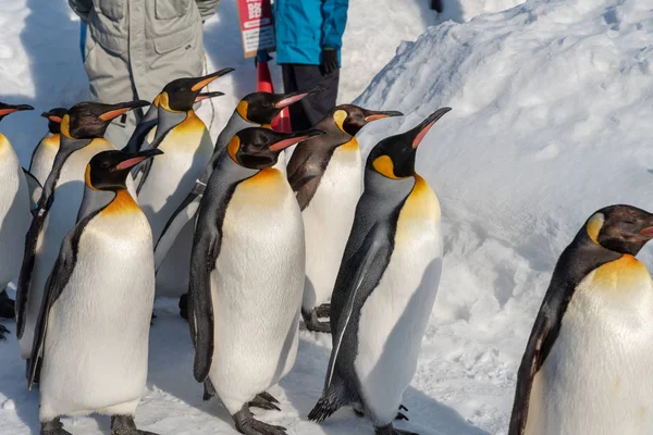 雪の上でペンギンウォーキングパレードショー — ストック写真