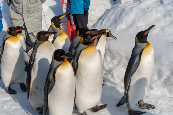 Penguin Walking Parade Visa på snö — Stockfoto