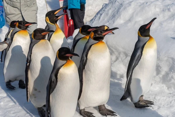 雪の上でペンギンウォーキングパレードショー — ストック写真