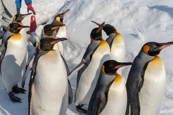 Pinguim desfile de caminhada mostrar na neve — Fotografia de Stock