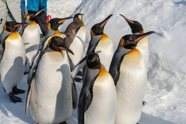 Pinguim desfile de caminhada mostrar na neve — Fotografia de Stock