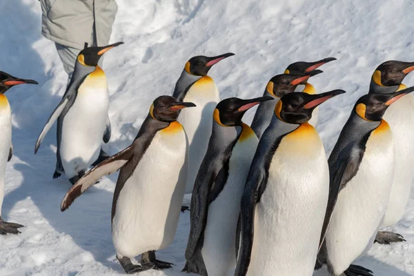 Pinguim desfile de caminhada mostrar na neve — Fotografia de Stock