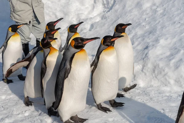 Pinguim desfile de caminhada mostrar na neve — Fotografia de Stock