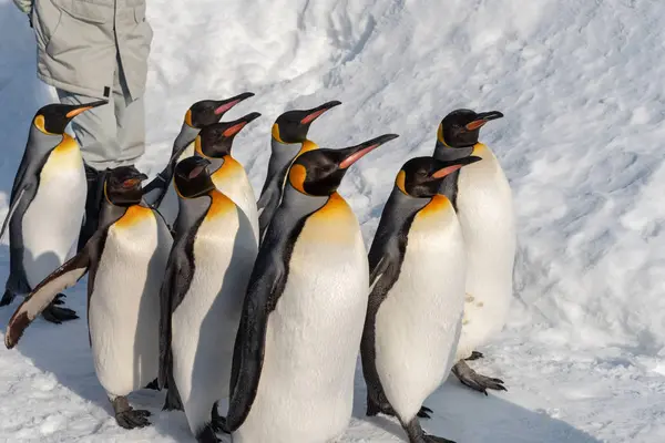 Pinguim desfile de caminhada mostrar na neve — Fotografia de Stock