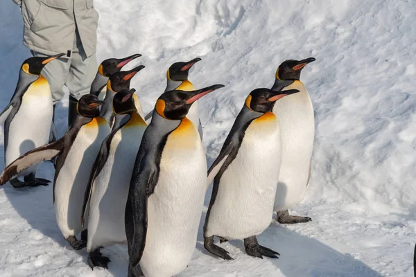 Pinguim desfile de caminhada mostrar na neve — Fotografia de Stock