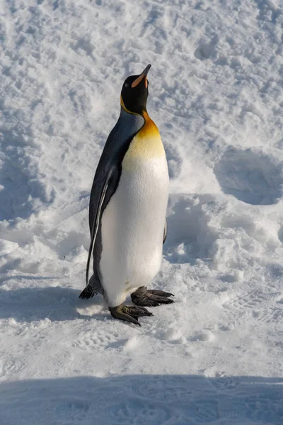 Espectáculo de desfile de pingüinos caminando sobre nieve —  Fotos de Stock