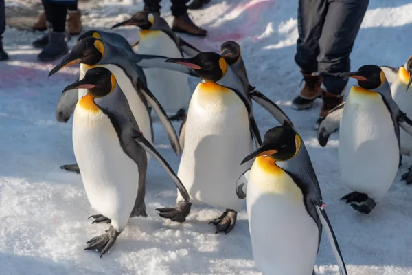 Penguin Walking Parade Visa på snö — Stockfoto