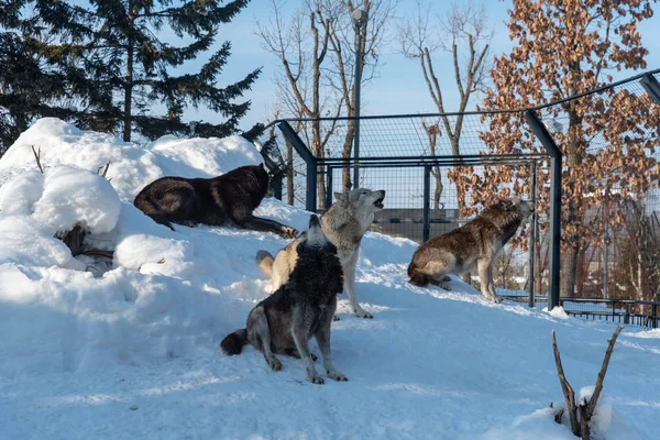 Lobo en el zoológico de Asahikawa, Hokkaido, Japón —  Fotos de Stock