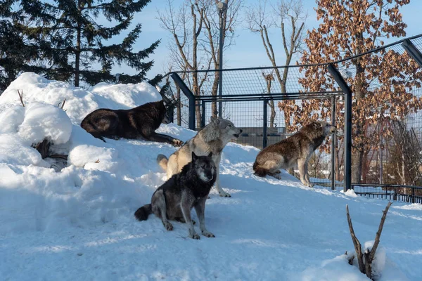 Asahikawa Hayvanat Bahçesindeki Kurt, Hokkaido, Japonya — Stok fotoğraf