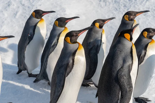 Pinguim desfile de caminhada mostrar na neve Fotos De Bancos De Imagens