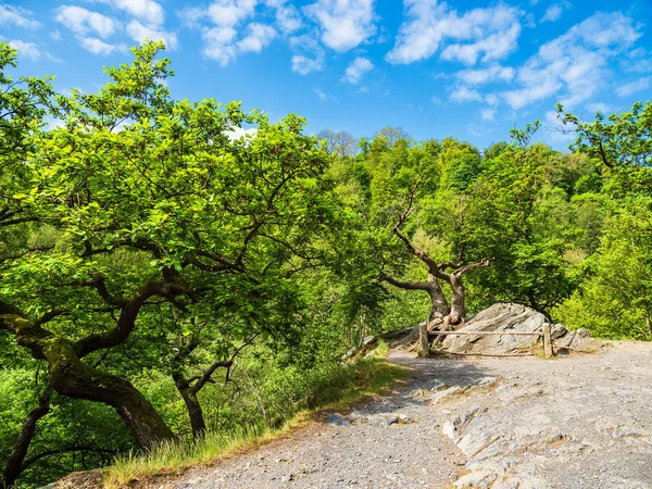 Almanya Nın Harz Bölgesindeki Ağaçların Manzarası — Stok fotoğraf