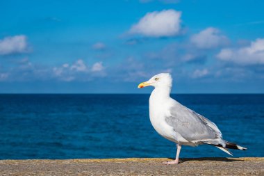 Sea gull Baltık Denizi kıyısında Warnemuende, Almanya.