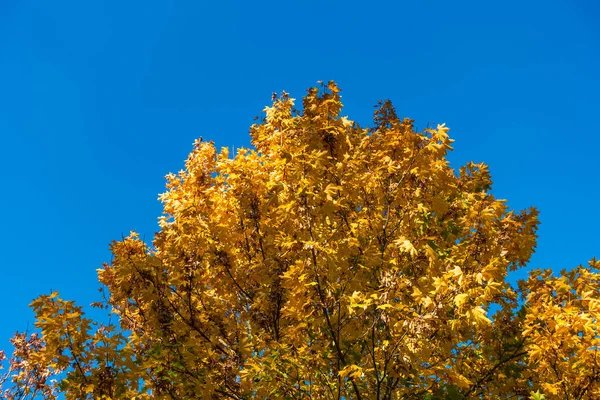 Algunos Árboles Color Otoñal Con Cielo Azul —  Fotos de Stock